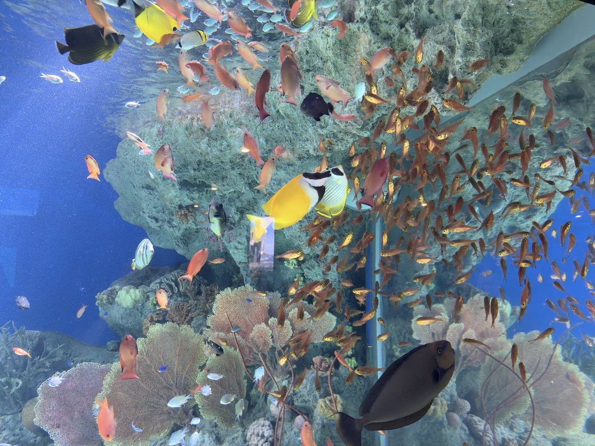 Amo0730's tweet photo. ハロウィン仕様の水族館にはかぼちゃがいっぱい🎃🧡 https://t.co/nxjsIJv8qn