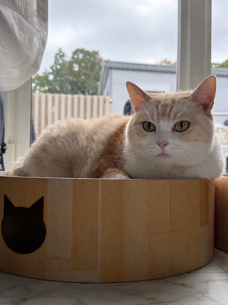 keimama33's tweet photo. 長崎でこの猫みたいになりたい方はこちら😂✨
https://t.co/BZQ1xxNJJZ

 #redspider60
before→after #猫  #猫のいる暮らし https://t.co/tiNgn4Gnsc