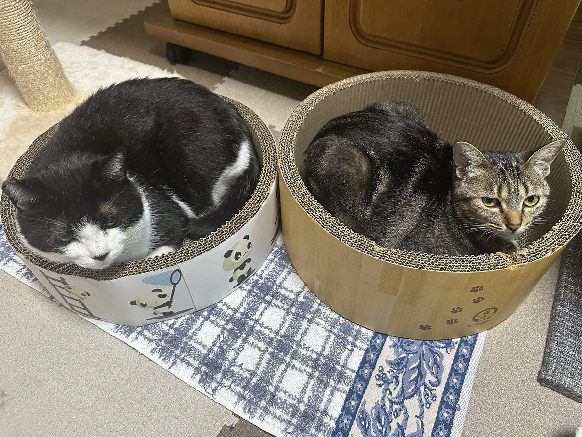 utsudon7's tweet photo. 本日のうりとクロです。
ご査収ください。 https://t.co/mp3JzpSN1c