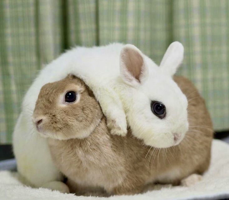 ashyaywoohoo's tweet photo. this bunny is a pair of headphones https://t.co/I7qCx8FB9O
