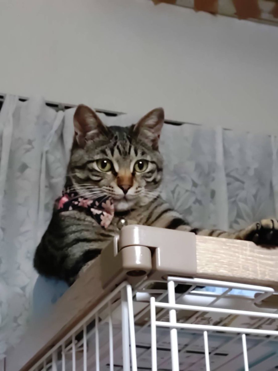 privateeye_pet's tweet photo. 【迷子猫を探しています‼️】

神奈川県藤沢市城南4丁目付近にて

10月7日から行方不明になりました💦

目撃した方はリプライやDMをいただけますと幸いです🙇‍♂️

名前：ルナ
性別：オス（去勢済）
年齢：1歳半
特徴：ピンクと黒の花柄の首輪を着用
　　　ビビり

#迷子猫 #猫 #迷い猫 #神奈川県 #藤沢市 #拡散希望 #迷子ペットを守りたい