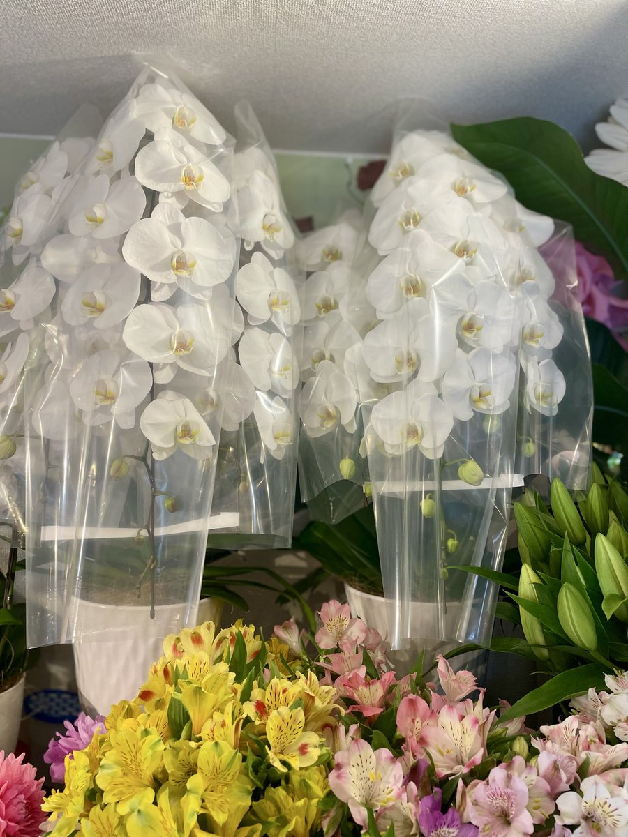 FlowerS48901380's tweet photo. 観葉植物・胡蝶蘭・切花入荷しました✨🪴今日のおすすめ🩷観葉植物のモンステラです🪴胡蝶蘭はお祝いからお供えまで幅広く贈り物に喜ばれます。切花でオススメは
🔸カーネーションのレインボー🌈
🔸デルフィニウムです😄
その他、店内にたくさんのお花がありますので、よろしくお願いします🌼 https://t.co/BAskSiWWNu