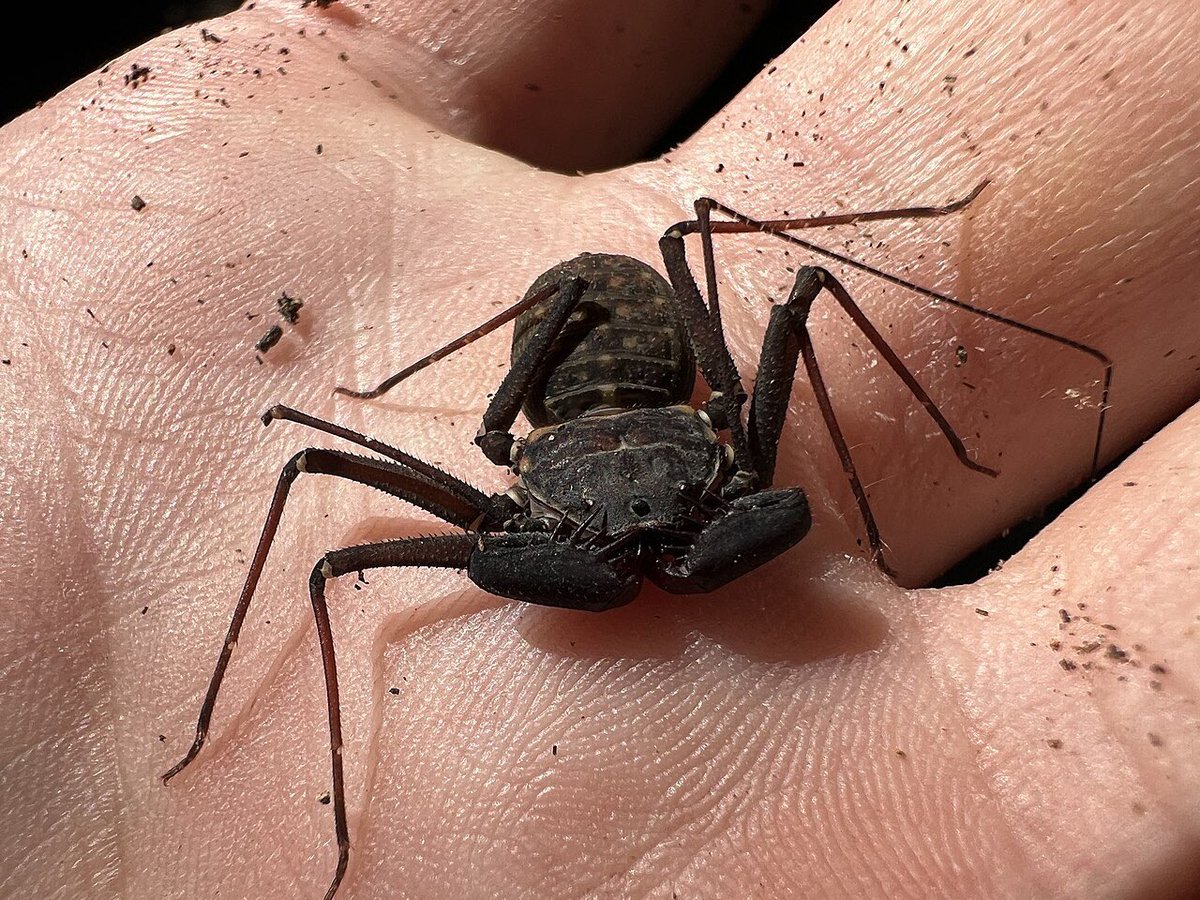 Mgmikehawk61's tweet photo. @GLovestein @GUPPY1212 Tailless whip scorpion https://t.co/LqWgUddxUS