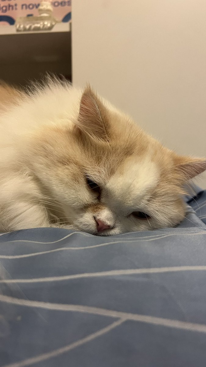 awwwfluffy's tweet photo. น่ารัก https://t.co/v1n1HGzsWo