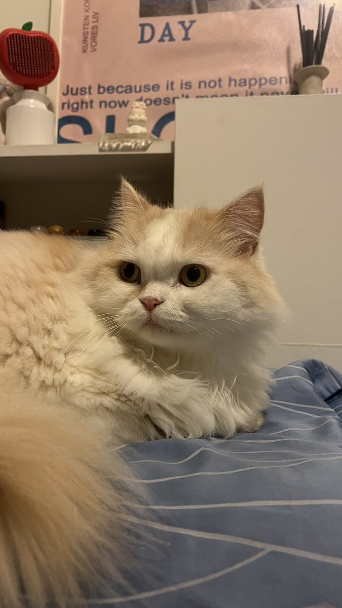 awwwfluffy's tweet photo. น่ารัก https://t.co/v1n1HGzsWo