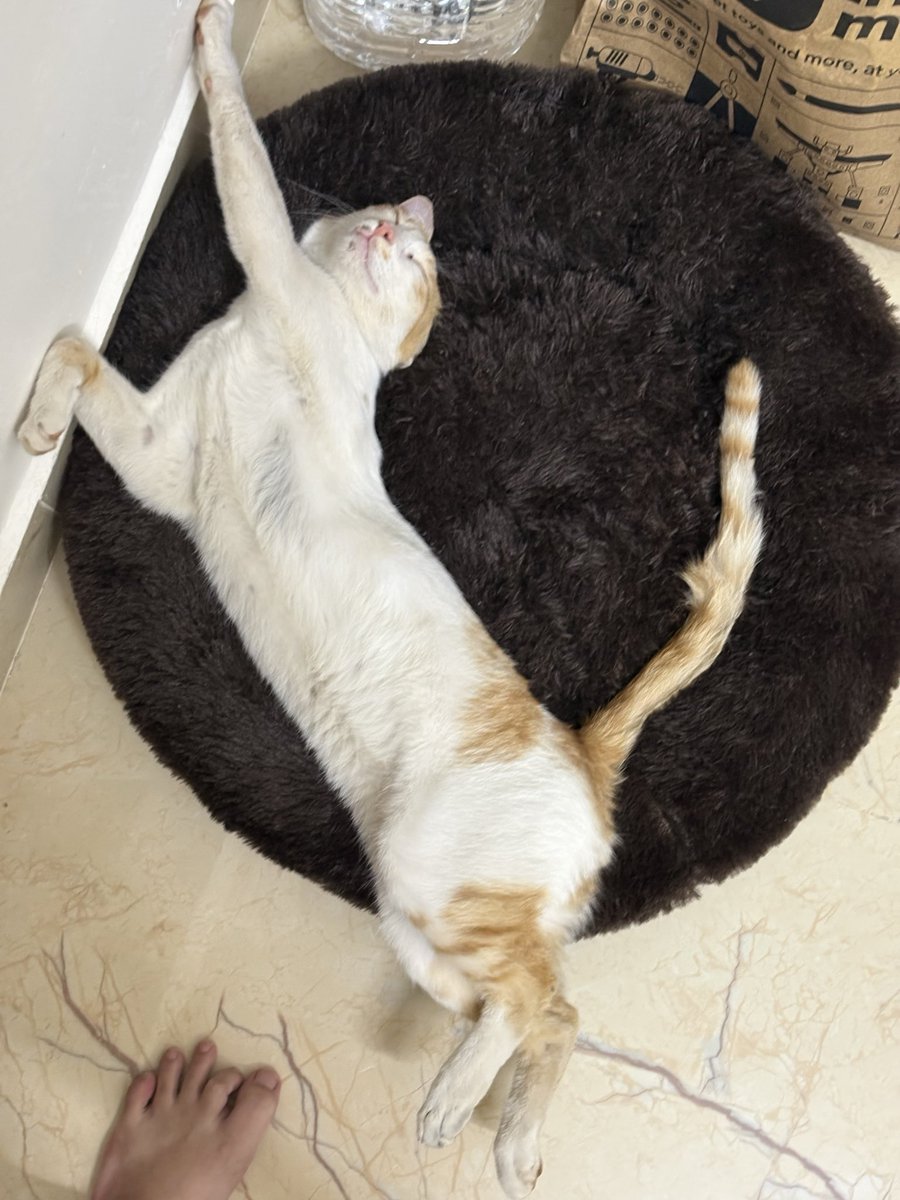 samata_aaa's tweet photo. the best thing you can do is life is make a stray feel safe in your home
(volume up) https://t.co/YrxOgIGMgE