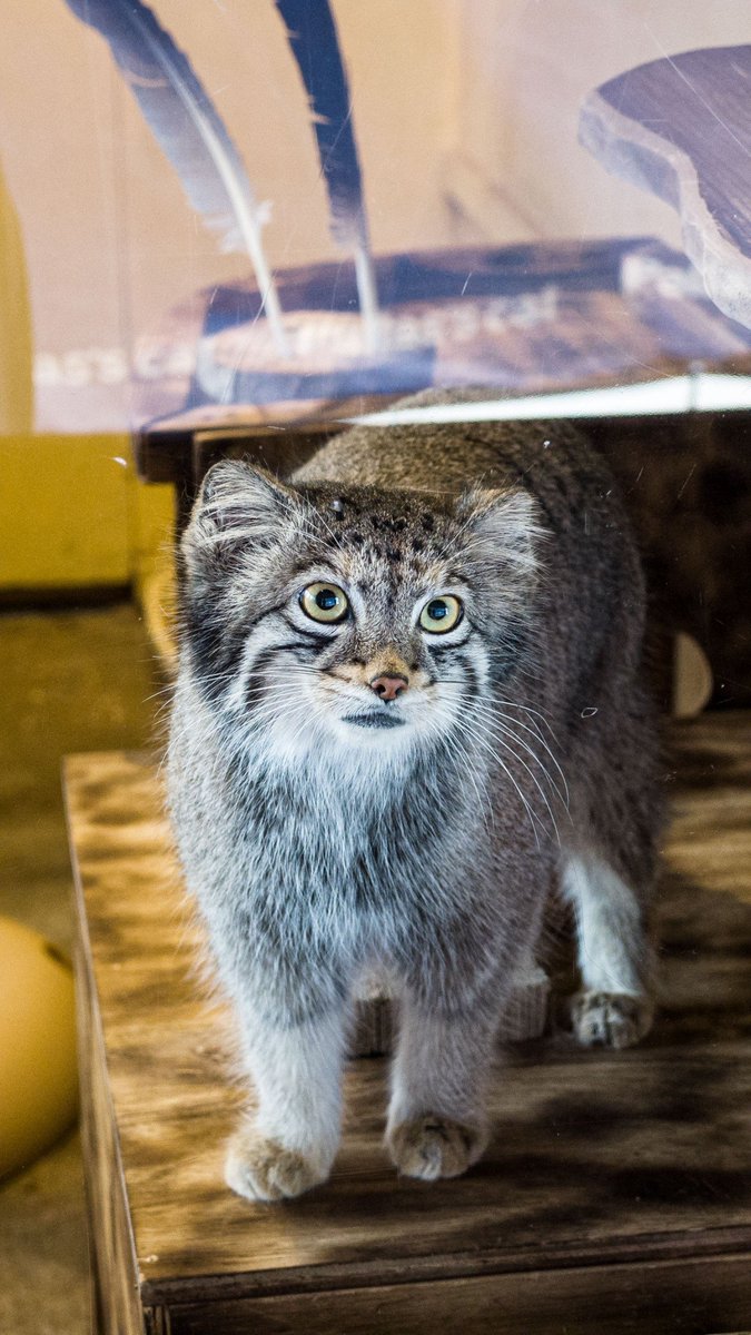 SAOjiji's tweet photo. 【埼玉こども動物自然公園】
2026.10.6

私は仕事で行けなかったので、
妹から随時送られてきたオトちゃんやロータスに癒された。
モフって来たから私も早く会いに行きたい‼️
#埼玉こども動物自然公園 #マヌルネコ #pallascat #世界最古の猫 #マヌルネコのオト #マヌルネコのロータス #オト #ロータス https://t.co/YEV37ZRaOJ