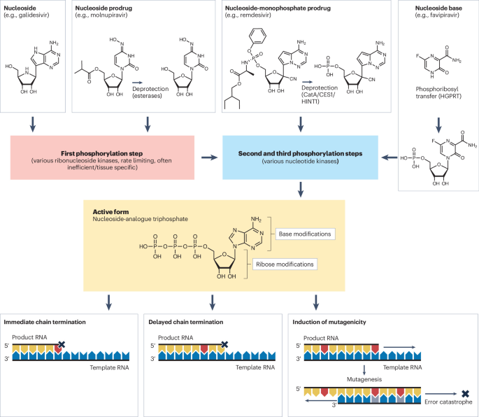 NatureRevMicro's tweet photo. New online! Towards broader-spectrum direct-acting antivirals against RNA viruses dlvr.​it/TVpx87 https://t.co/27G8lrMlU4