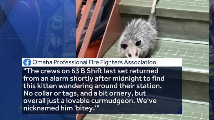VirginiaOPossum's tweet photo. did anyone lose a cat? https://t.co/GiwqHbkxRq