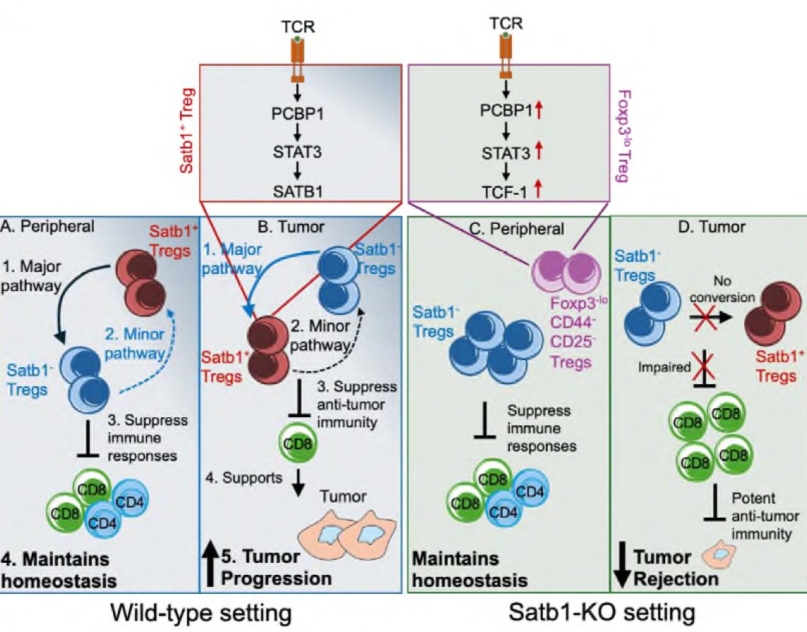 Zihai's tweet photo. Can we curb tumor-promoting #Tregs while preserving self-tolerance? Our work points to #SATB1: essential for Treg development, silenced in mature Tregs, re-expressed in tumor Tregs. Credit to Dr. Ansa-Addo for leading this work. https://t.co/wq8WpGnzJE @OSUCCC_James @NatureComms https://t.co/13i0a3XYHx