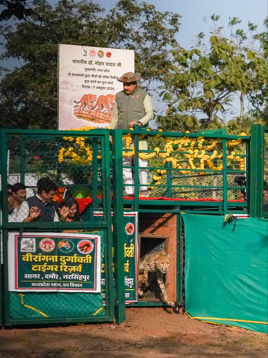 sagarcomisioner's tweet photo. मुख्यमंत्री डॉ. मोहन यादव ने सागर जिले के वीरांगना दुर्गावती टाइगर रिजर्व में 'चीता प्रोजेक्ट' के तहत 2 चीतों को वन में स्वच्छंद विचरण के लिए छोड़ा।
#CheetahProject #MadhyaPradesh #VeeranganaDurgavatiTigerReserve #Sagar #ProjectCheetah #CMMP #DrMohanYadav #JansamparkMP https://t.co/O3diWfzOR2