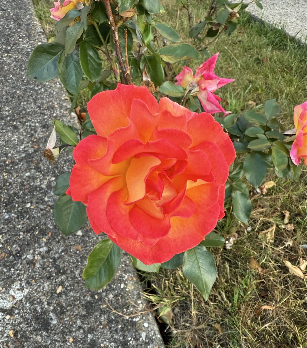 McindoeSue's tweet photo. #RoseWednesday
#AlphabetChallenge
#WeekNForNeon https://t.co/NSjAthZJNs