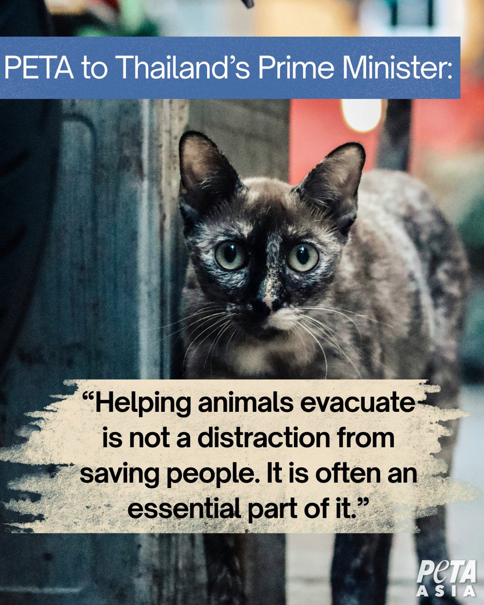 PETAAsia's tweet photo. 🐾 Animals belong in emergency plans too! 

PETA has written to Thailand’s Prime Minister, urging authorities to ensure people and their animal companions can evacuate and shelter together whenever possible 🐶🐱 

🚨 “Helping animals evacuate is not a distraction from saving people—it is often an essential part of it.” When disaster strikes, people may refuse to leave without their beloved companions—putting both human and animal lives at risk.

The appeal follows PETA’s recent donation of more than a ton of food for dogs and cats affected by flooding around Bangkok. ❤️🐾