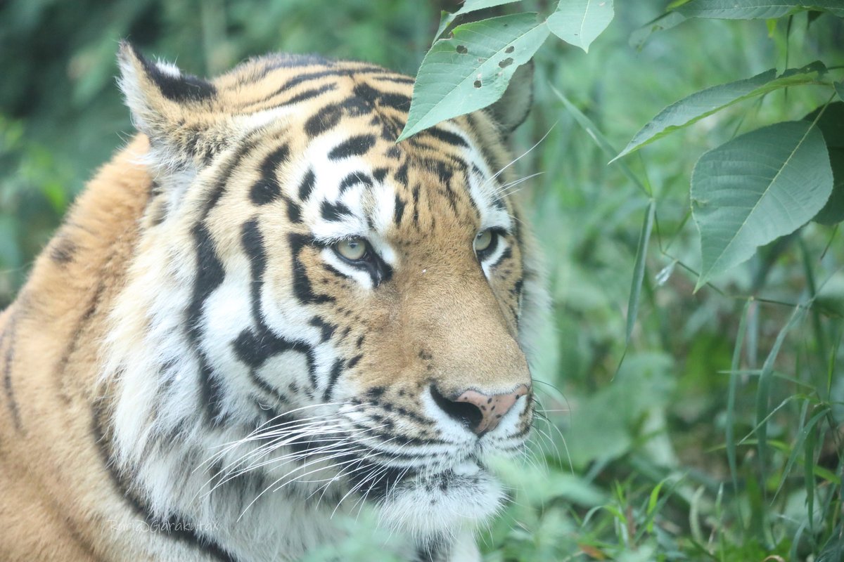 ruri_raphael's tweet photo. 円山写ん歩
きりっ
***
Take a walk at Maruyama Zoo
Cool
***
🐯
🐯
#円山動物園 #アムールトラ #トート
#maruyamazoo #amurtiger #siberiantiger #tote https://t.co/8F4KNZcwL1