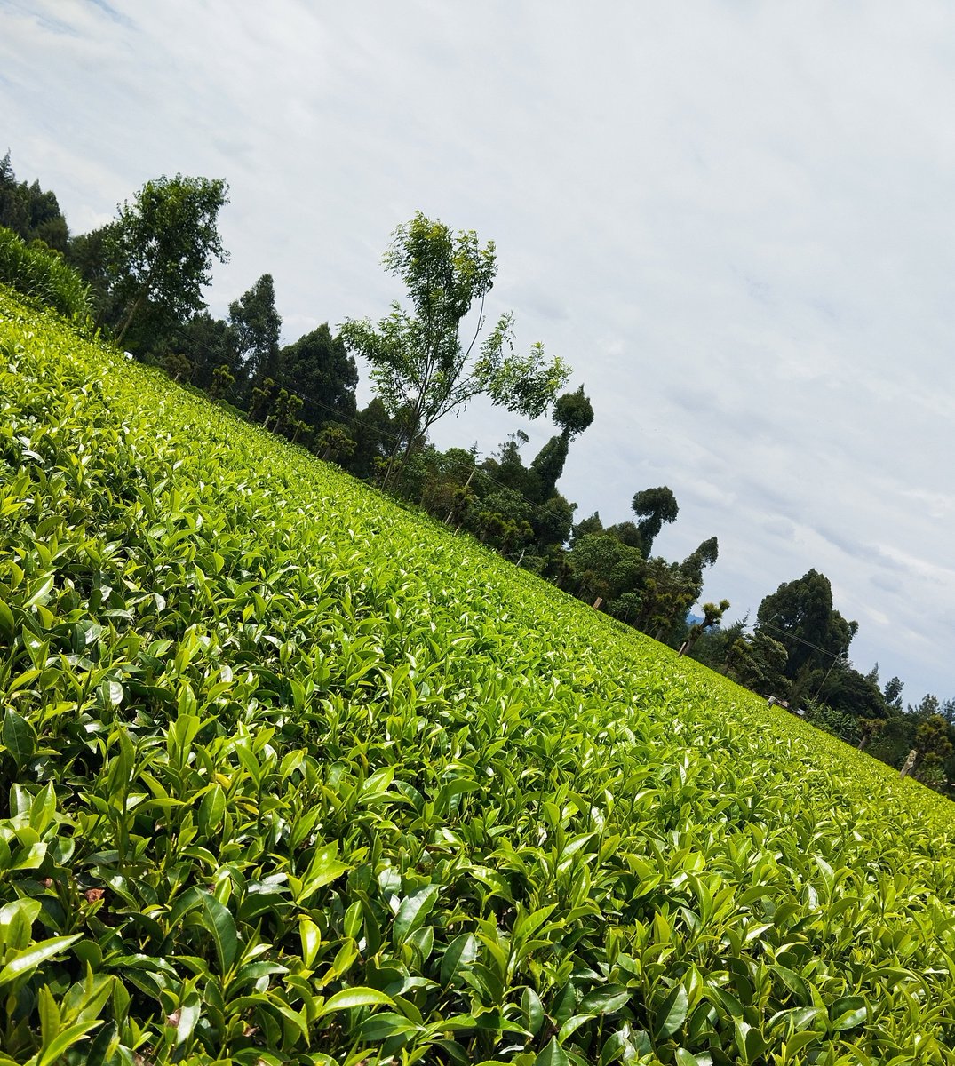 vickyngetich_'s tweet photo. Wacha nitouch grass huku nyuma ya ID kiasi. https://t.co/ihQnnDvfqk