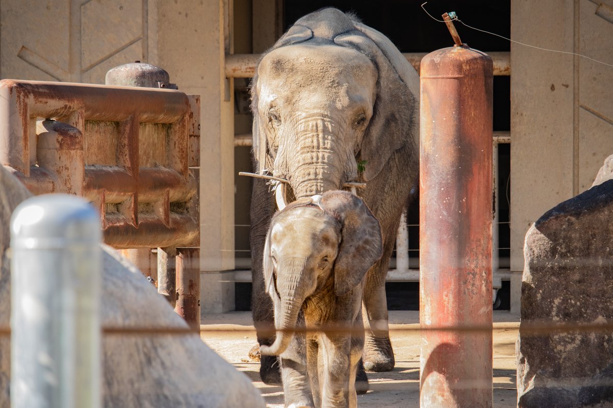 aonihikarete's tweet photo. 子育て中☺️
＃安佐動物公園 https://t.co/fH3xkTVqkf