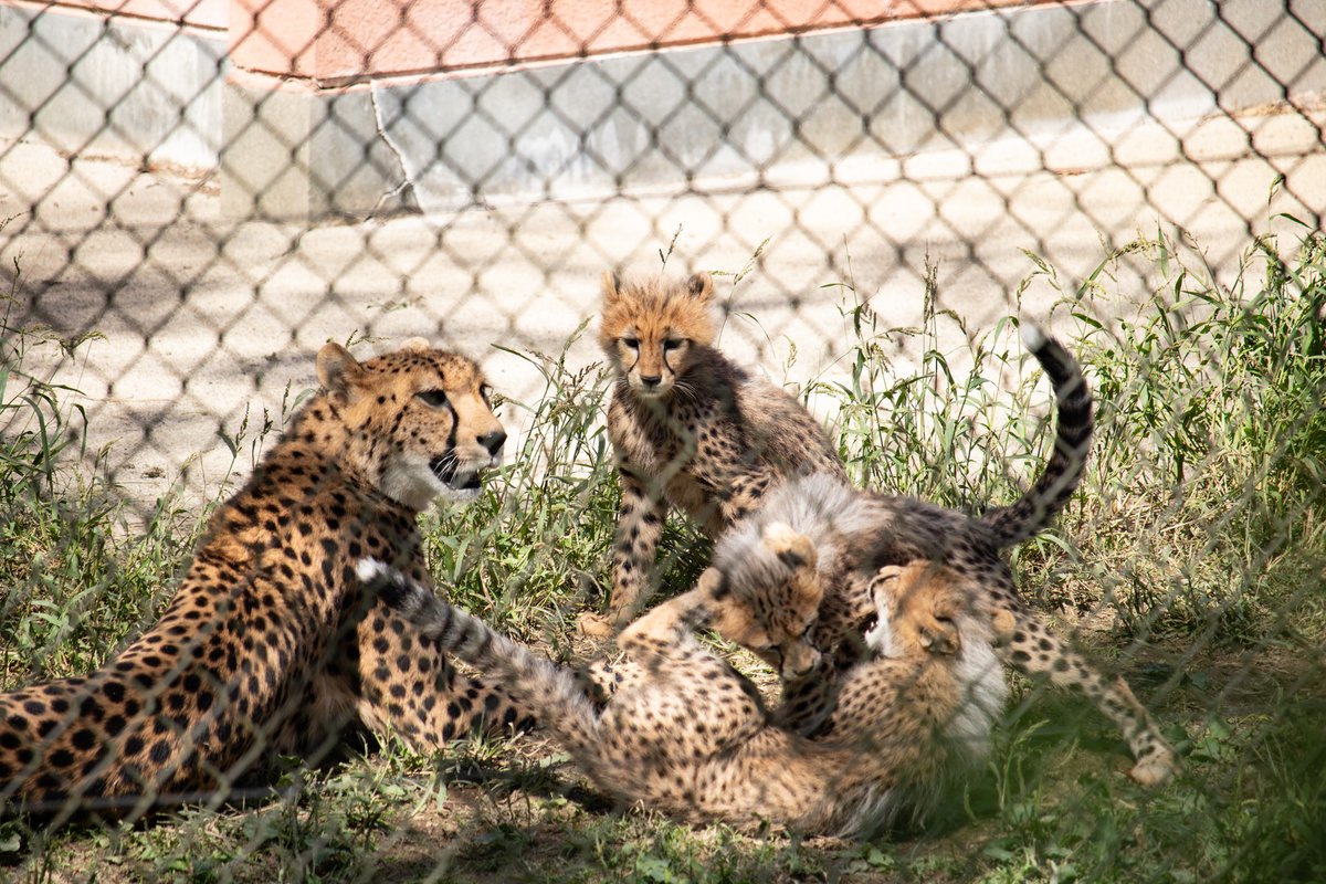 aonihikarete's tweet photo. 今だけのたてがみをぜひ
＃安佐動物公園 ＃チーター https://t.co/mNacN3PXSp