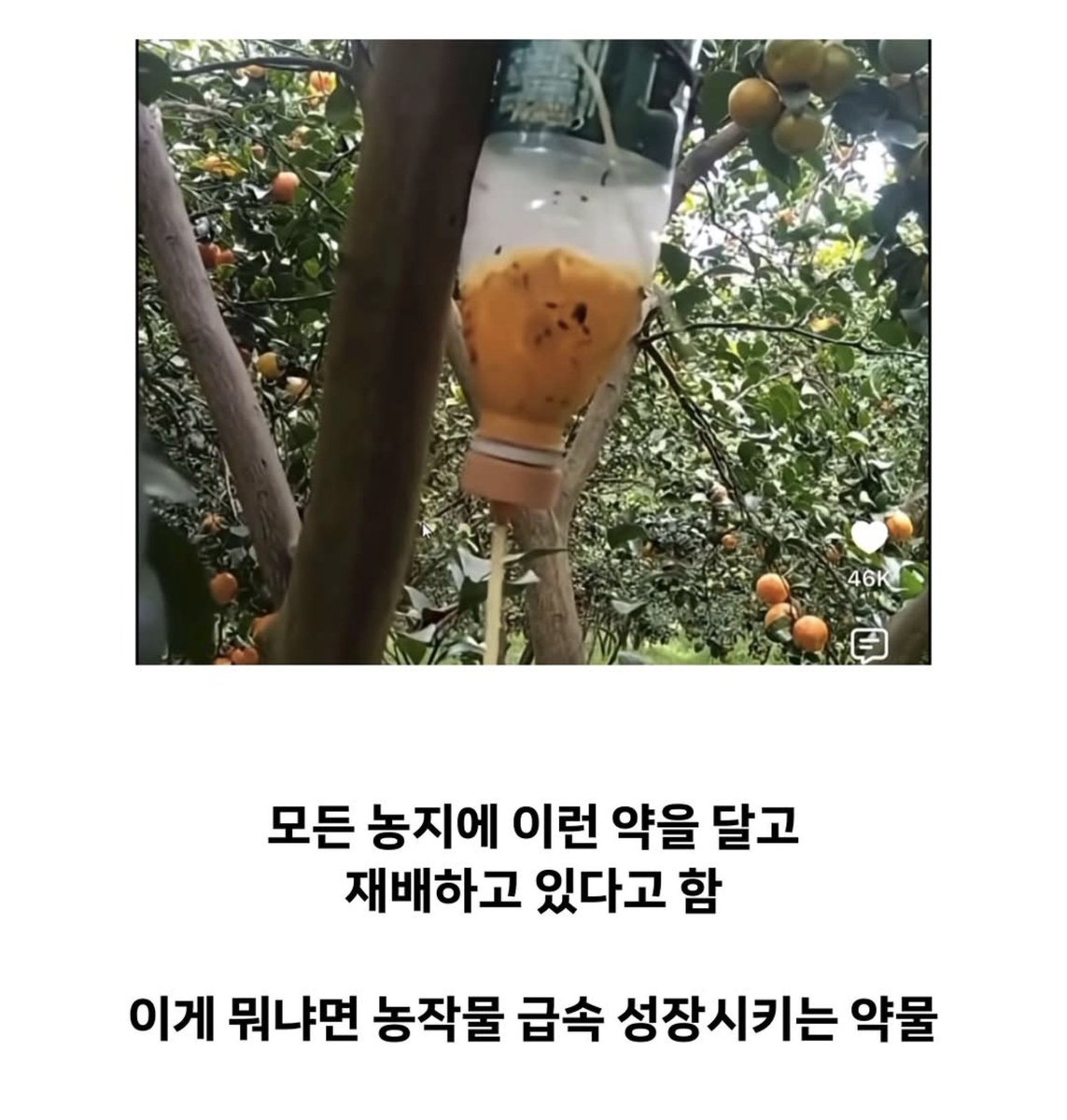 StrictlyYun's tweet photo. 유튜브 채널 대륙남에서 다룬 중국인들의 한국 농지 매입 이슈와 이에 따른 농업 기반 손상 우려를 종합한 내용입니다.

​최근 중국인들이 한국 농지를 사들이는 현상에 대해 단순한 농업 생산 목적이 아니라 국내 농업 기반을 망하게 만든 뒤 중국산 농산물로 시장을 독점하려는 전략이라는 주장이 제기되었습니다.

​이 주장의 핵심 과정은 두 단계로 나뉩니다.

​첫째 급속 성장 약물을 이용한 농지 파괴입니다.
자연적인 상태라면 한 달에 한번 수확할 수 있는 농지에 급속 성장 약물을 사용해 한 달에 두세번씩 과잉 수확을 진행합니다. 나무에 정체불명의 약물 용기를 달아두고 무차별적으로 투여하거나 출처를 알 수 없는 유색 고형 약품을 살포하여 강제 성장을 유도합니다. 이러한 약물의 남용은 토양의 자생력을 완전히 잃게 만들어 농지를 황폐화시키며 회복하는 데에만 최소 5년에서 10년 이상 소요되게 만듭니다. 이는 결과적으로 국내 농산물의 생산 기반을 망하게 하는 결과를 초래합니다.

​둘째 택갈이를 통한 시장 독점 전략입니다.
국내 농지의 생산 능력이 상실되면 시장에 공급되던 국산 농산물의 물량이 급격히 줄어들게 됩니다. 이때 발생하는 공급 부족을 채우기 위해 중국산 농산물을 들여온 뒤 한국산으로 품목 정보를 속여 파는 택갈이 방식을 사용합니다. 소비자들이 이를 국산으로 오인하고 구매하게 만들어 최종적으로 농산물 유통 시장을 독점 공급 형태로 장악하려는 목적입니다.

​결과적으로 중국인들의 농지 매입과 약물 남용은 국내 농업의 자생력을 망하게 하고 중국산 농산물에 대한 의존도를 높이려는 계획이라는 분석입니다.

Based on content from the YouTube channel Daerugnam this summary covers growing concerns over Chinese buyers purchasing farmland in South Korea and its impact on the local agricultural sector.
​The main claim is that Chinese investors buying Korean farmland are not doing so for ordinary farming. Instead the goal is to damage local agriculture and eventually dominate the market with products imported from China.
​This strategy works in two main steps.
​First destroying the soil with rapid growth chemicals.
Farmland that normally yields one harvest a month is forced to produce two or three times as much using strong growth boosters. Unidentified chemical bottles are hung on trees and mysterious substances are poured directly onto the crops to speed up growth. Overusing these chemicals drains the soil of its natural nutrients and leaves the land ruined. Because it takes anywhere from five to ten years for the soil to recover this effectively destroys South Koreas local farming foundation.
​Second taking over the market through false labeling.
As domestic farm production collapses the supply of locally grown produce drops sharply. To fill this gap Chinese produce is imported and falsely labeled as Korean. By tricking consumers into buying these products as local goods the ultimate aim is to gain full control over the market.
​In short buying up farmland and abusing harsh chemicals appears to be a deliberate attempt to ruin domestic farming and force the market to rely on Chinese imports.