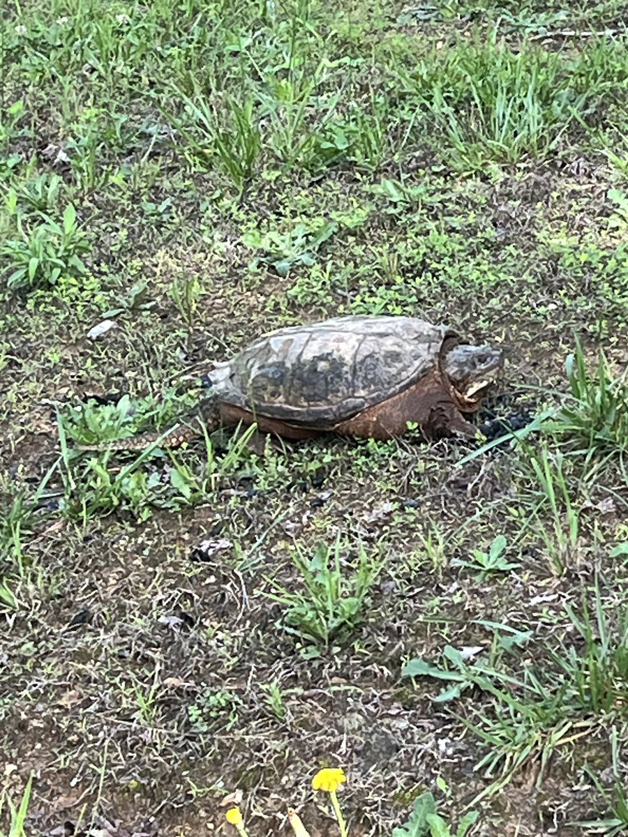 YellowBridgeGal's tweet photo. I don't have a cat but my turtle, Mitch says he plans to vote Republican up and down the ticket, just like always! https://t.co/GxlgE7kUFE