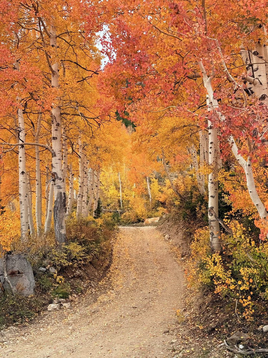KSL_Matt's tweet photo. Took this one up at Alta Ski Area yesterday 10/6/26. It’s a small grove, but big color! 🍁 🍊 #utwx https://t.co/s4r4Yg0JLh