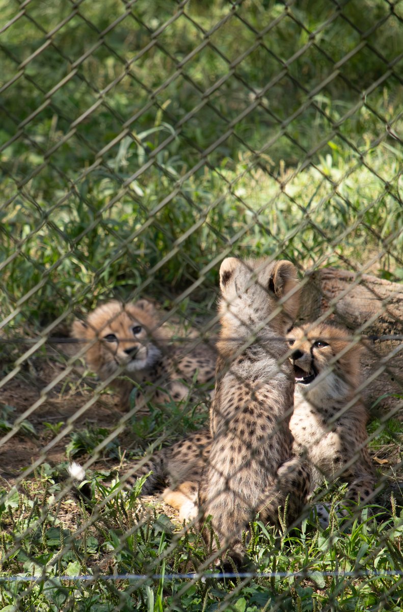 aonihikarete's tweet photo. 今だけのたてがみをぜひ
＃安佐動物公園 ＃チーター https://t.co/mNacN3PXSp