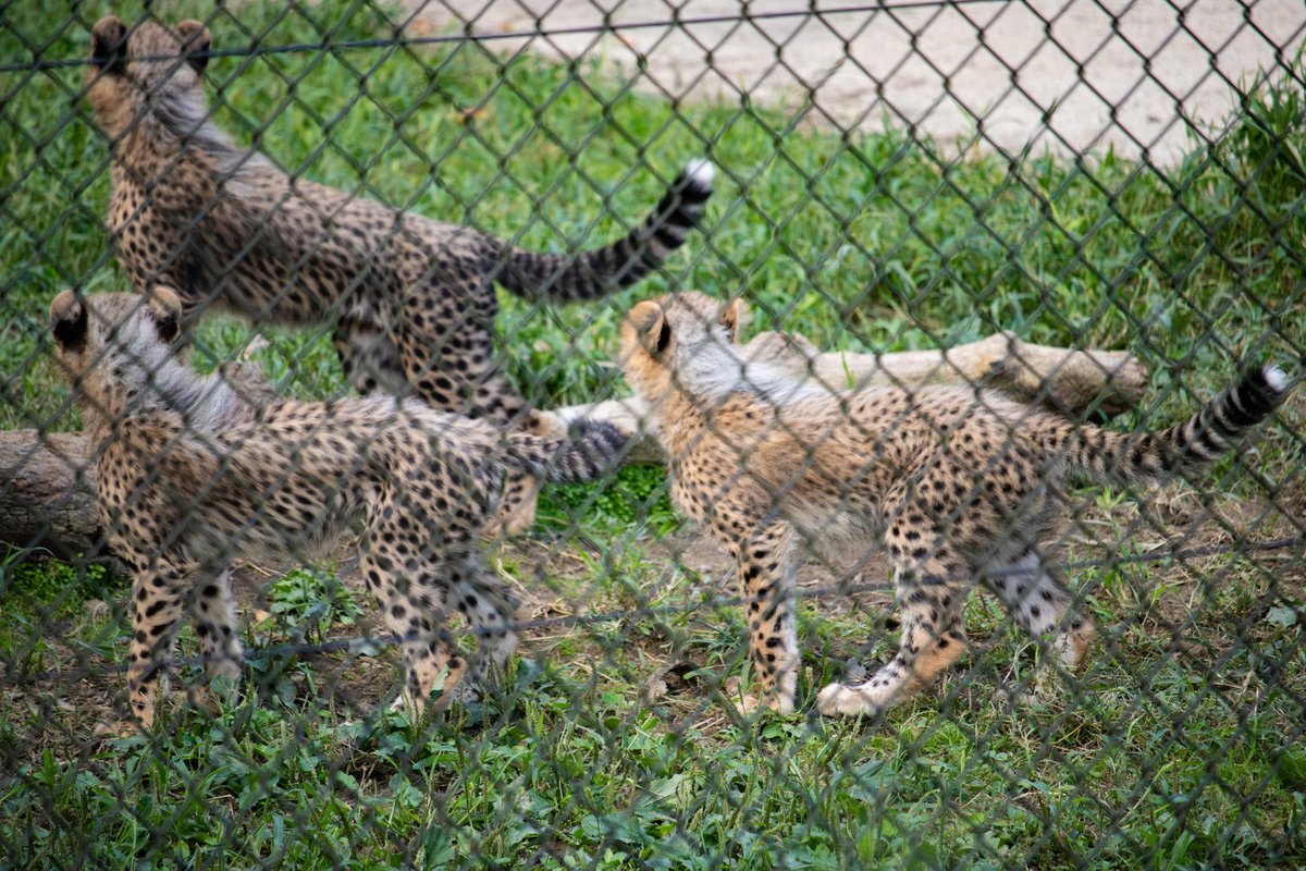 aonihikarete's tweet photo. 今だけのたてがみをぜひ
＃安佐動物公園 ＃チーター https://t.co/mNacN3PXSp