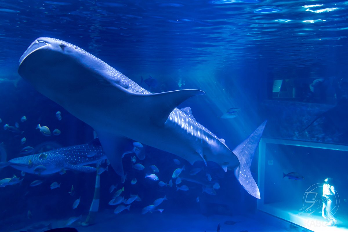 tan_sui_kabutz's tweet photo. ジンベエザメに会える水族館が好き https://t.co/LTDQiPhEks