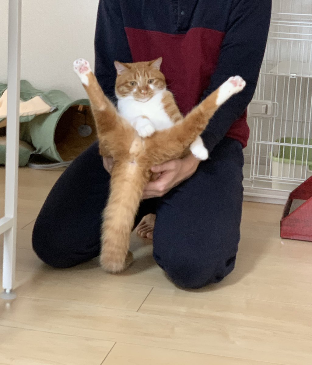 gomataroM's tweet photo. オレンジ色の猫のおマヌケからしか取れない栄養はあります https://t.co/ApjOeBxFEK