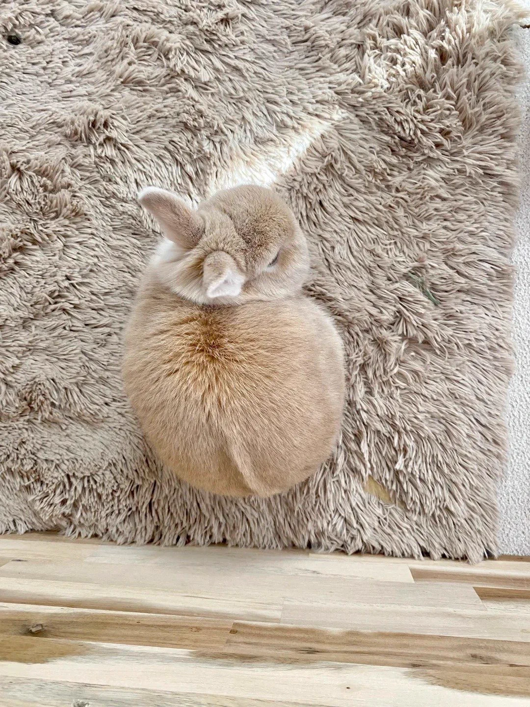 Why you should have a rabbit on X / X
