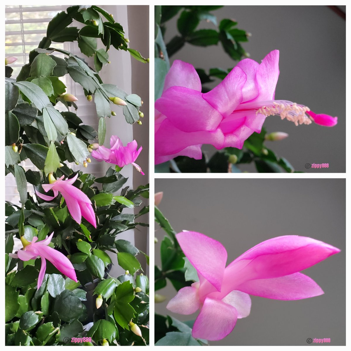 zzippy888's tweet photo. Happy Wednesday! π π
#Thanksgivingcactus #flower #photography #myplant #bloomscrolling #FlowersonX
1st 3 blooms of #Fall2026 - how's it going? https://t.co/HrmiipsRT0