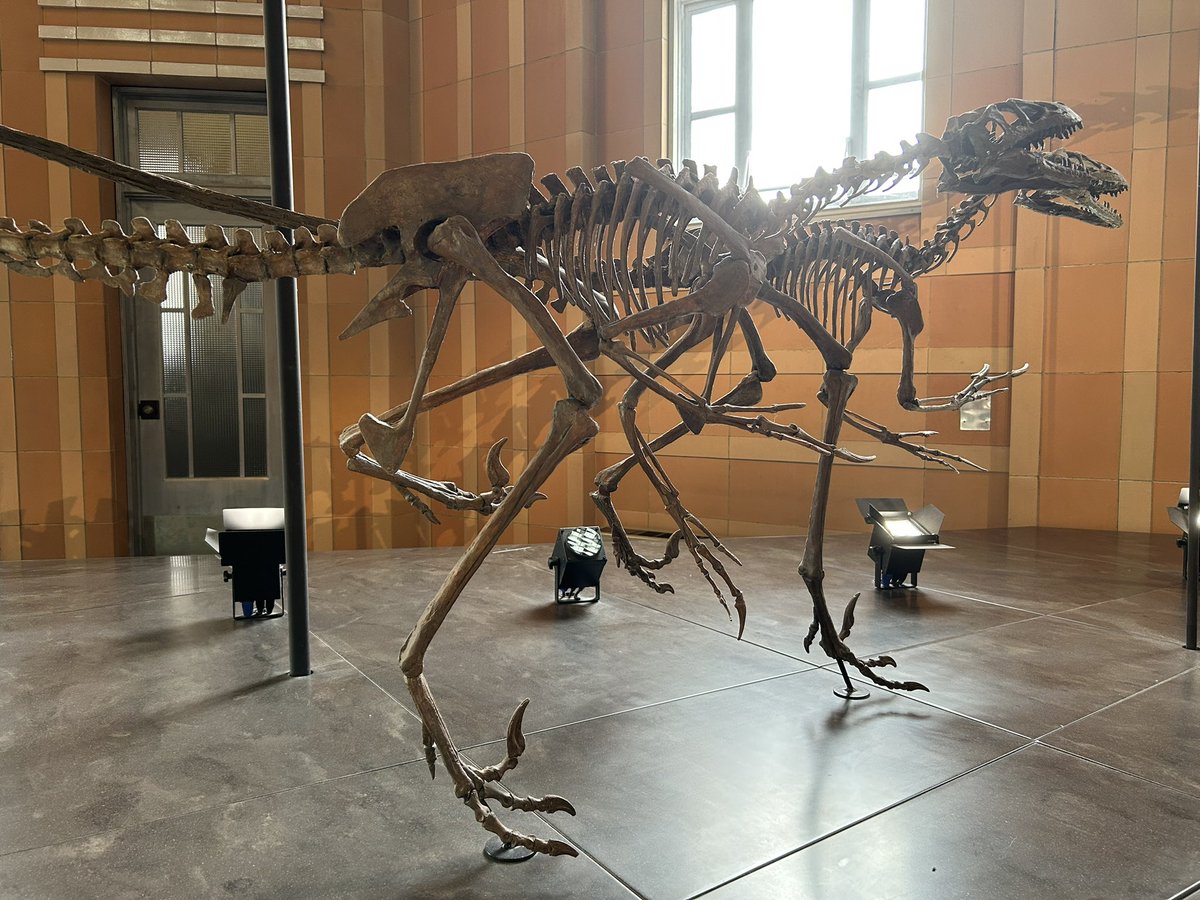 TM9380's tweet photo. A new juvenile Albertosaurus specimen was just described, featuring feeding traces from dromaeosaurs. At 8 years old it’s the youngest of its kind to preserve skull material like this. Pretty cool stuff, linked below… https://t.co/C6dQZQQDIq