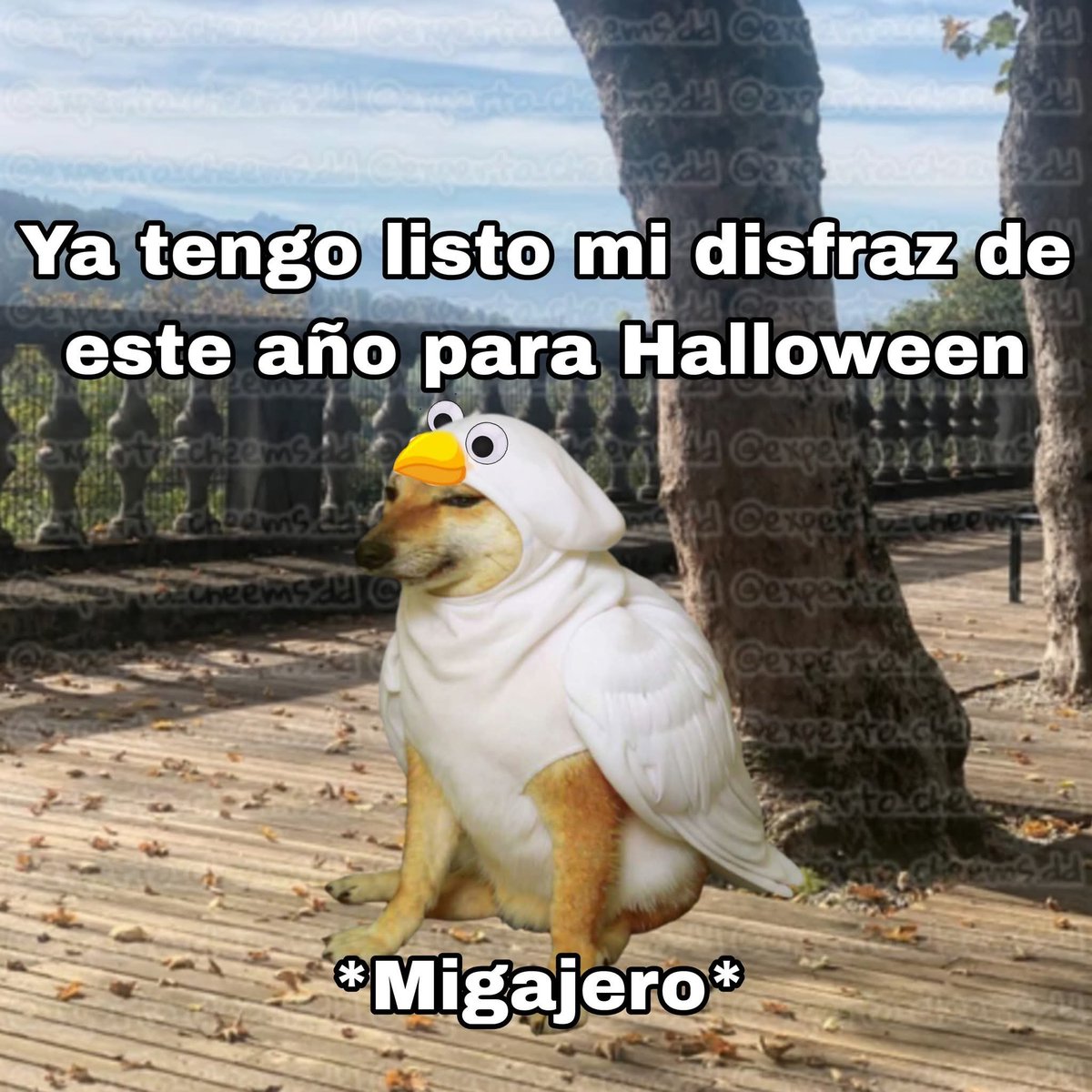 experto_cheems's tweet photo. https://t.co/7z8LzCm7R6