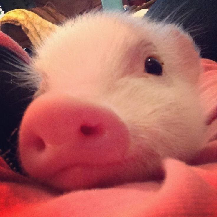 ifeelgoodday's tweet photo. ㅜ ㅜ ( 🐽🐽🐽 ) https://t.co/srLYHdaXO3