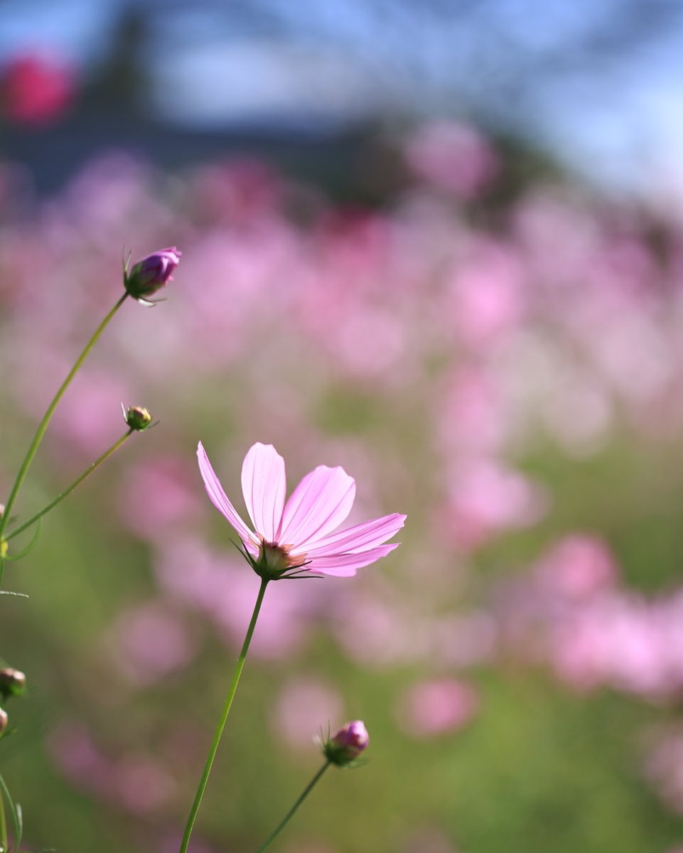 camera_ksk's tweet photo. 今日もお疲れ様でした😃
#秋桜 https://t.co/CzWEscww8z
