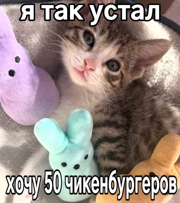 Nyan_Cat67's tweet photo. https://t.co/RQtmZxCAwR