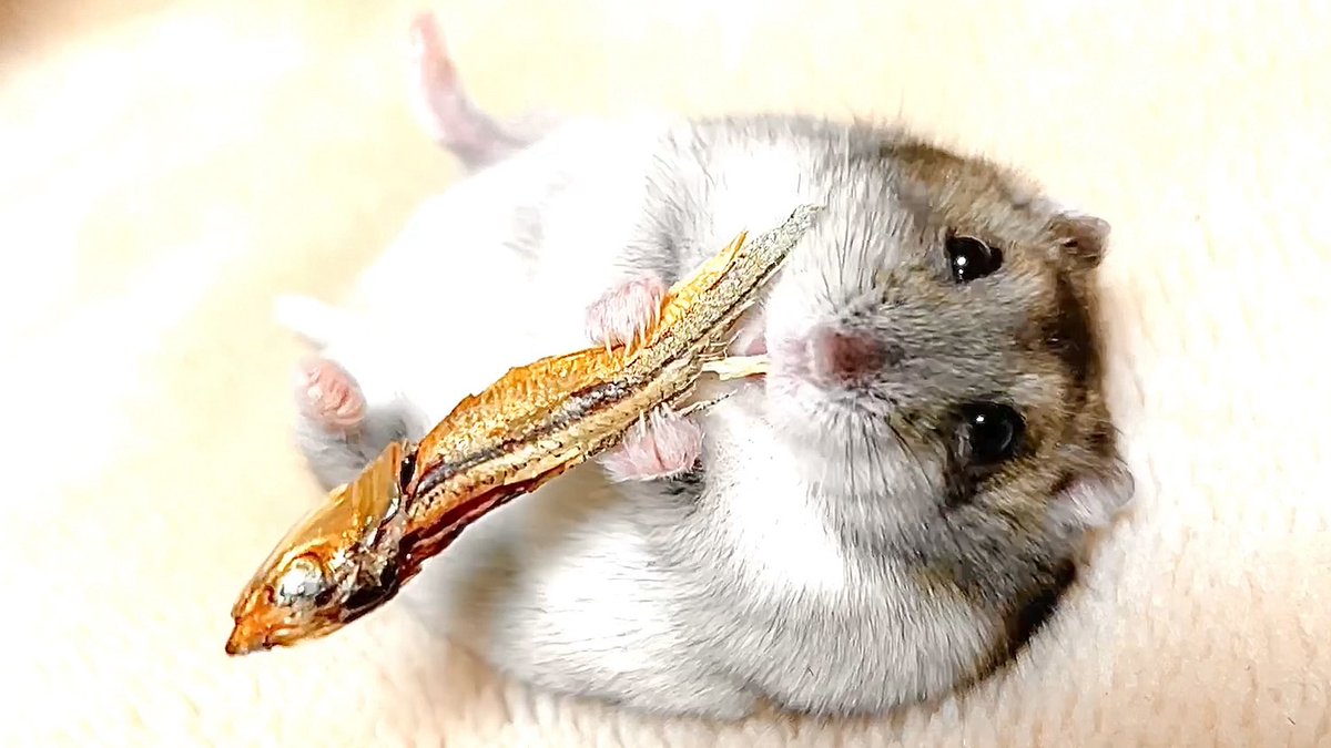 supicatan_tan's tweet photo. 🐟
3枚目は生まれて間もないベイビーの頃🐹🍀 https://t.co/RsYnXarATO