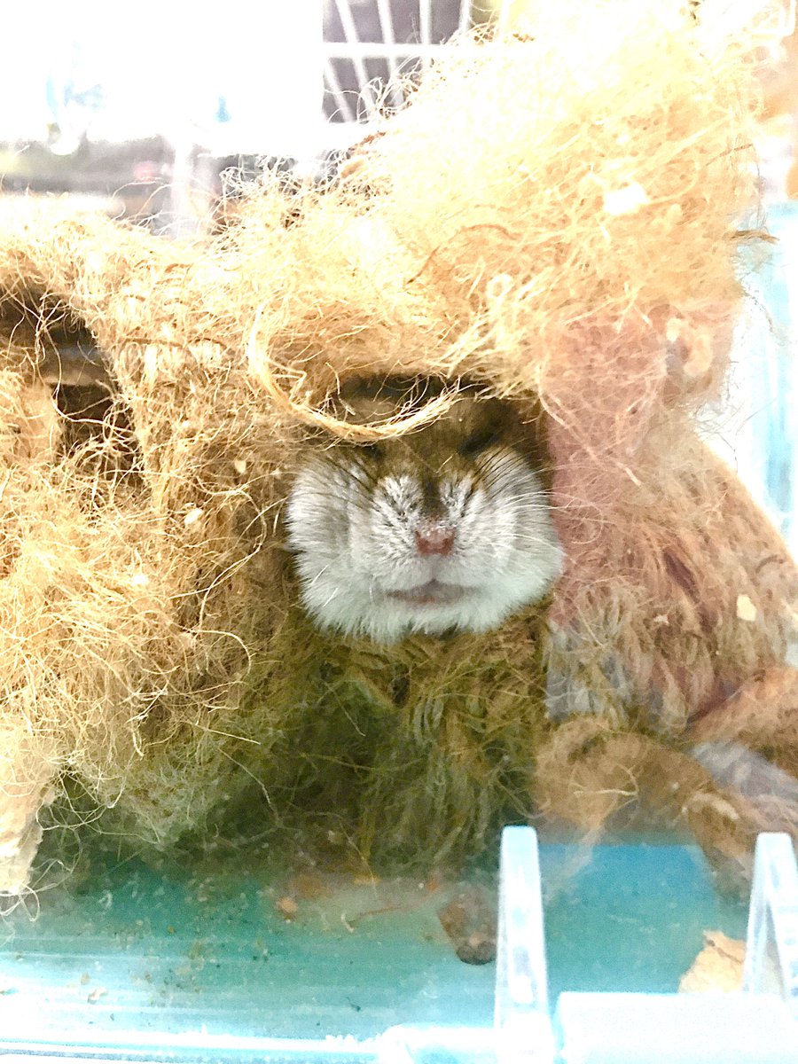 supicatan_tan's tweet photo. 🐟
3枚目は生まれて間もないベイビーの頃🐹🍀 https://t.co/RsYnXarATO