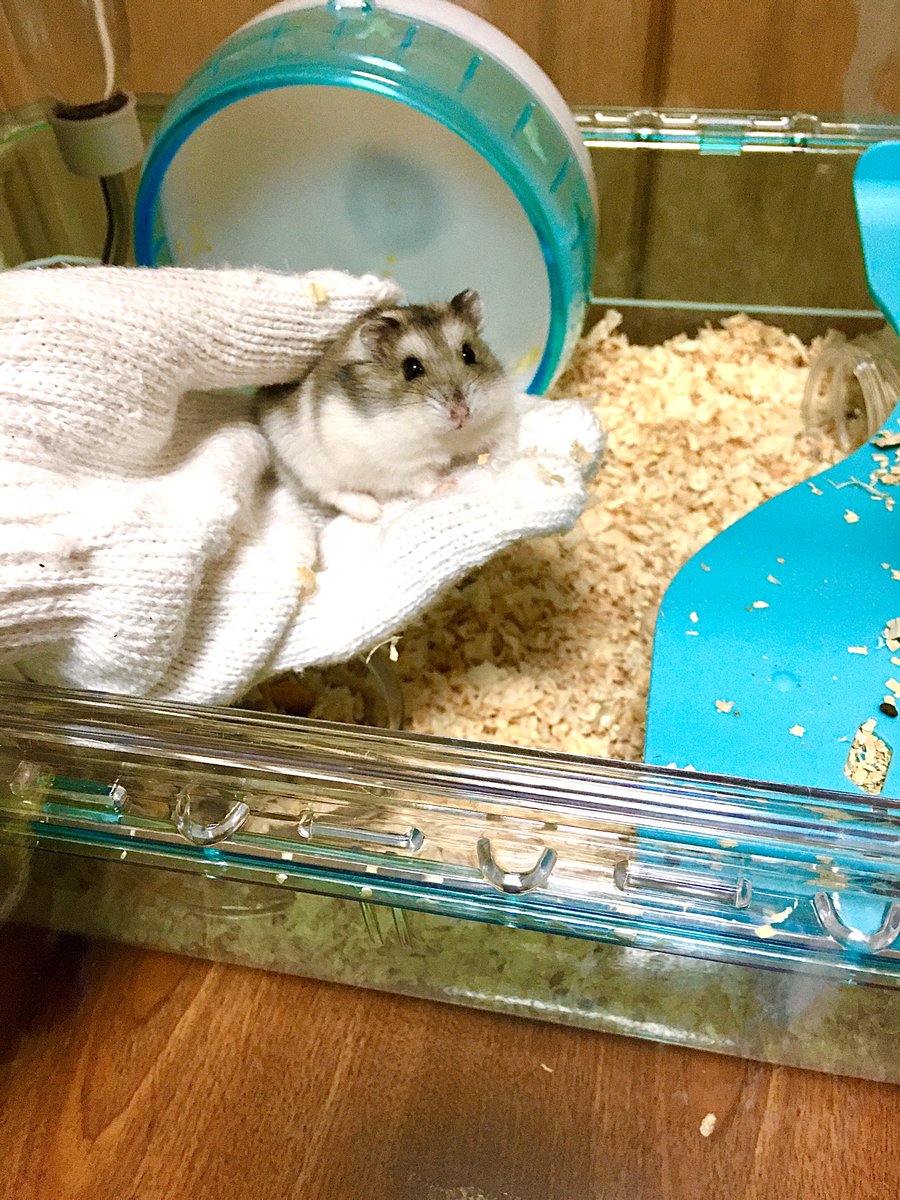 supicatan_tan's tweet photo. 🐟
3枚目は生まれて間もないベイビーの頃🐹🍀 https://t.co/RsYnXarATO