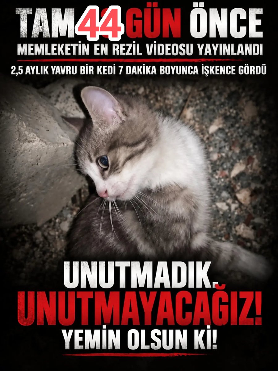 AyeglAk90393304's tweet photo. Bizler Unutmuyoruz!!!!
Bizler Unnutturmuyoruz!!!!
Ya sizler !!!!!!!
#MinikKediyiUnutmadık 
#YavruKediİçinAdalet https://t.co/IH73efu9nh