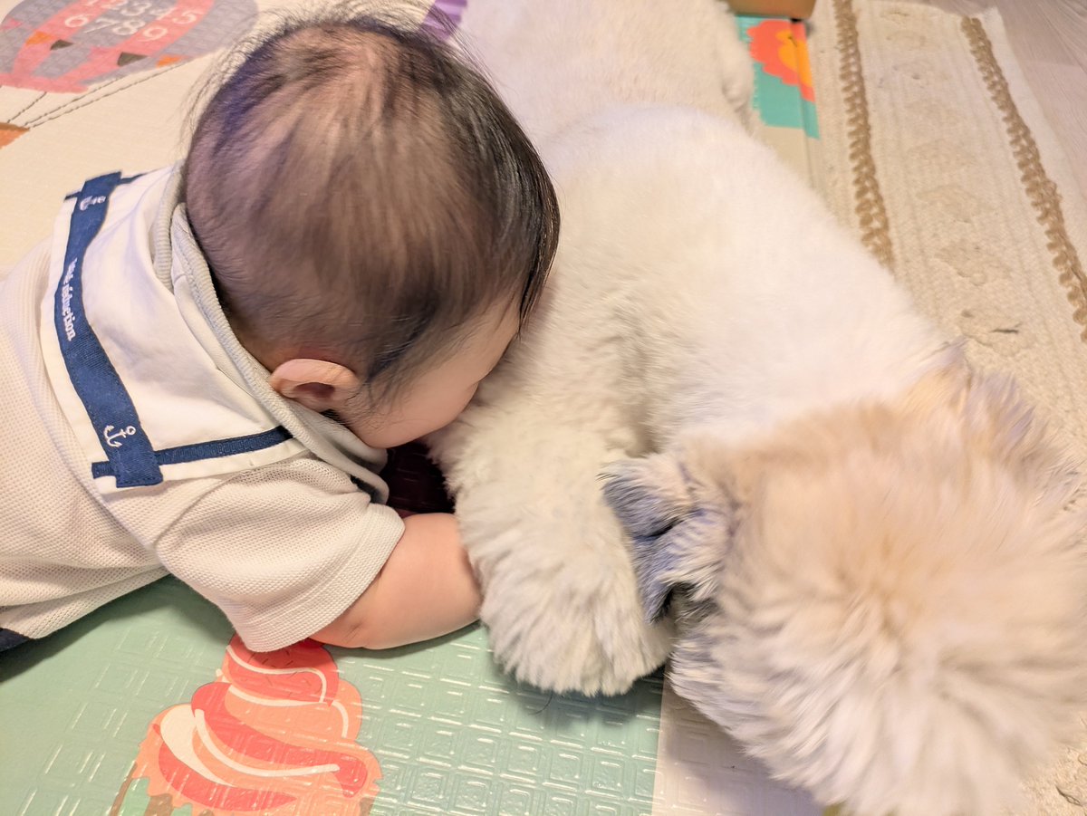 kinotofu's tweet photo. いぬ吸いを覚えたベビ
今日のお兄ちゃんは足の毛を握られても耐えてます
やさしいぞ https://t.co/bxruhKZFh2