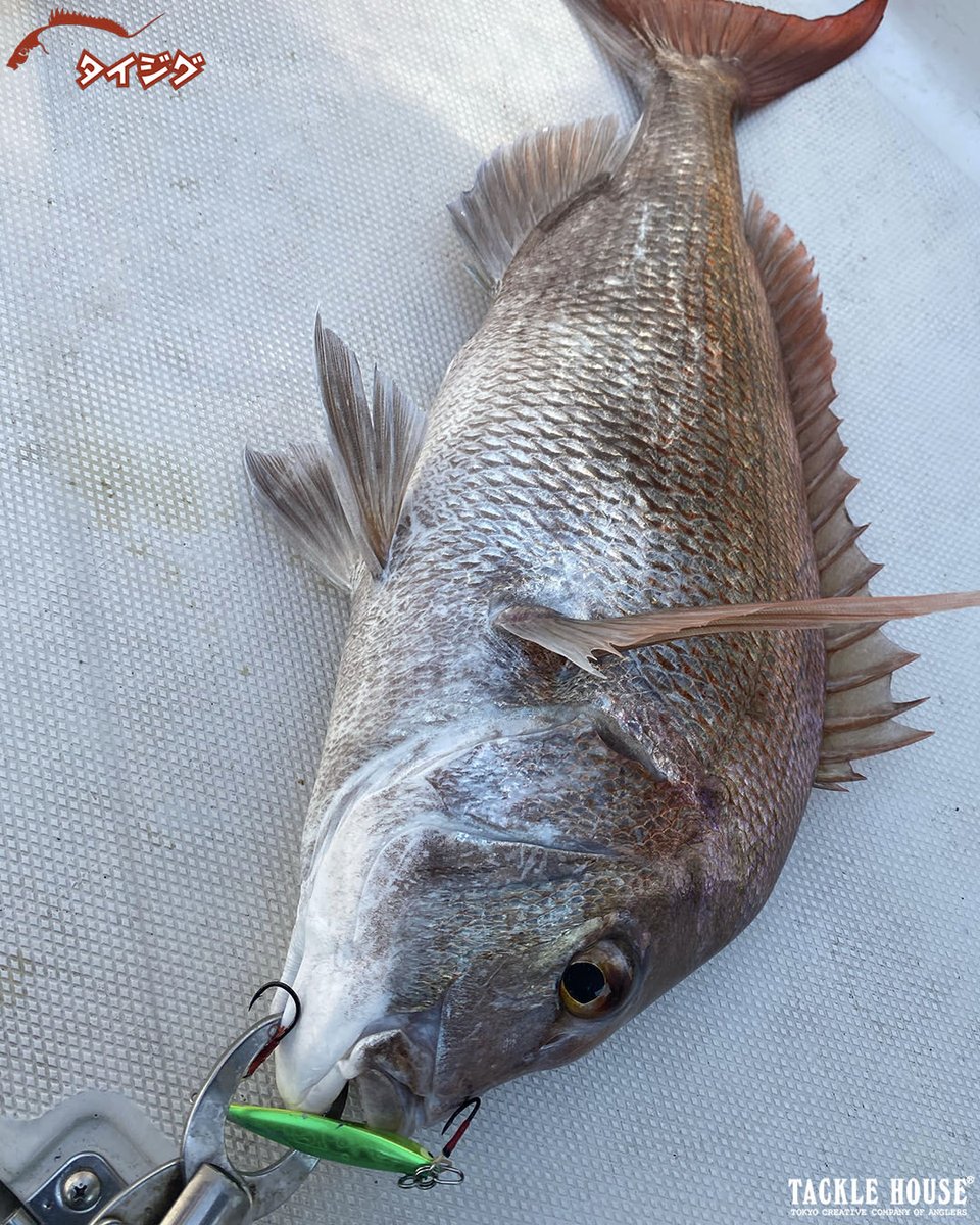 tacklehouse's tweet photo. フィールドレポートを更新。福岡県の久田テスターより。
【親子初めての釣り。タイジグスリムで大鯛連発!】
https://t.co/SYLCiDstIa
タングステンジグの高騰も後押しとなって、人気再燃中のタイジグシリーズ!
#タックルハウス #tacklehouse #madeinjapan #タイジグスリム #伊万里湾 https://t.co/YNTzDD301u