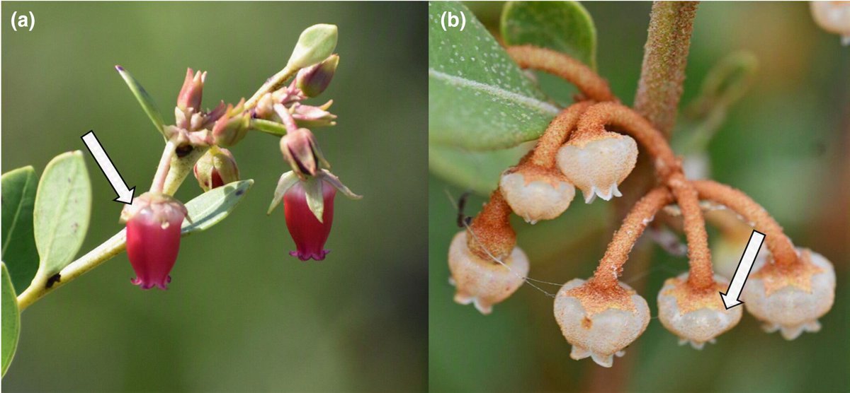 NewPhyt's tweet photo. Petal infrared transmission warms flowers and reduces microbial abundance 

Williams et al.

https://t.co/l2bte1Rw4h https://t.co/O3WltkCxrD