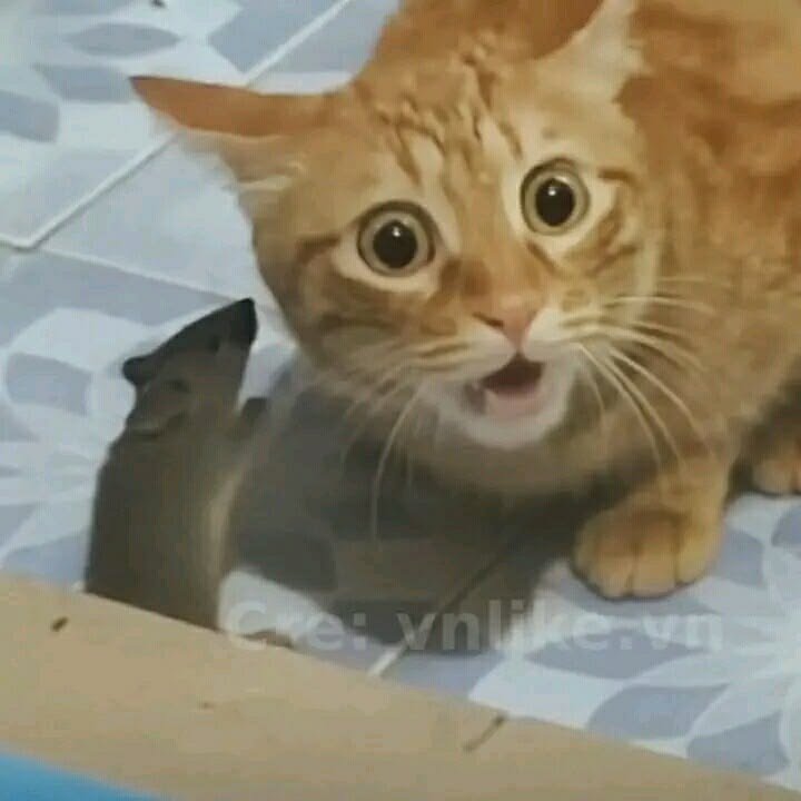 ShinAoi401's tweet photo. @MooMiLatte NOOOOOOO https://t.co/F674IQEfqV