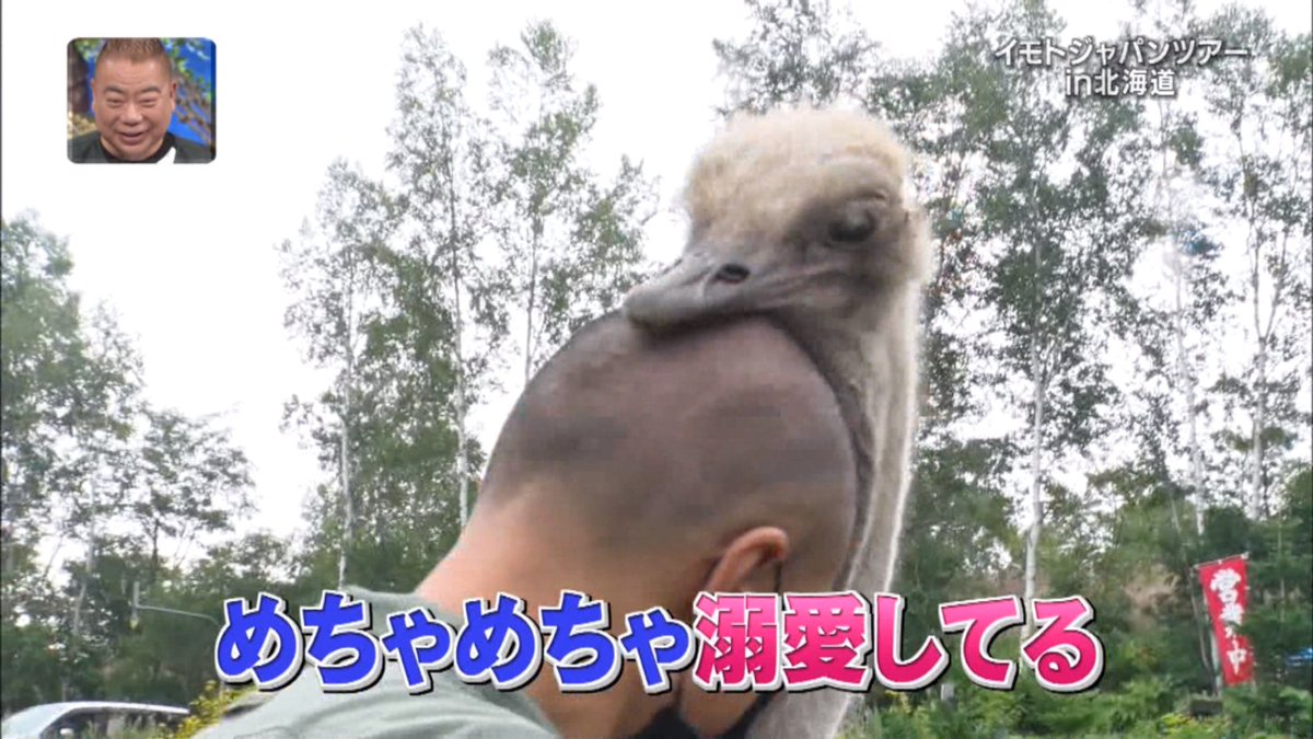 Ryo_Saeba_3's tweet photo. La Télévision japonaise qui nous apprend que les autruches aiment bien les chauves car la forme leur rappelle leurs œufs et elles les protègent instinctivement 😄 https://t.co/1NKZbjPBna