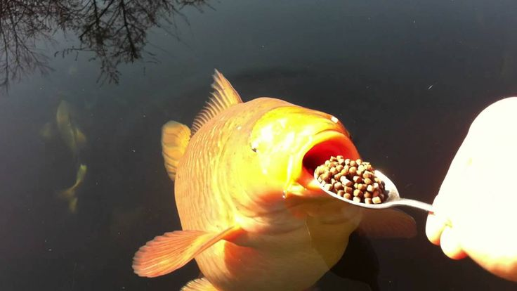 PopopNozu's tweet photo. @BarraganVT eat them up https://t.co/rYdyC7Ov5o