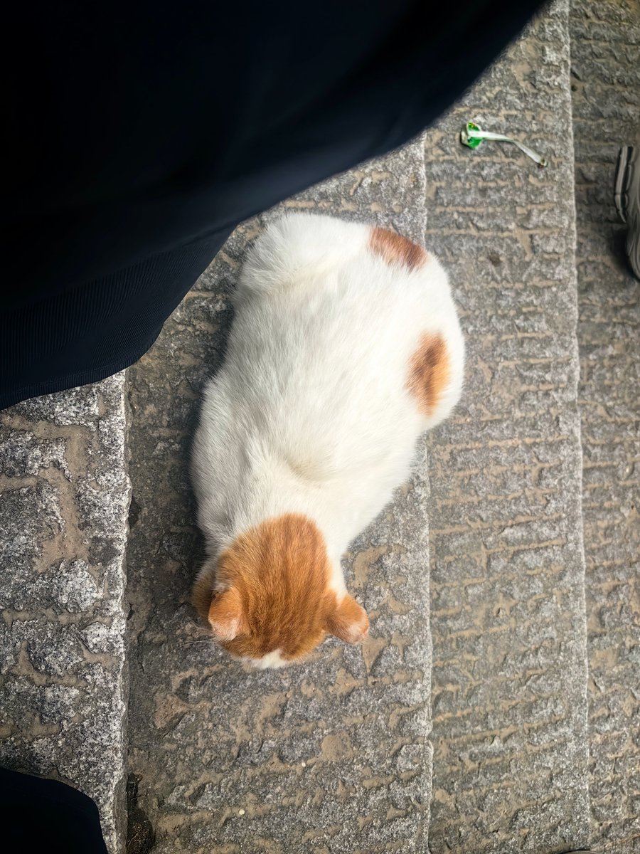 highlig7488729's tweet photo. 听说遇到九华山的猫咪有善缘哦 https://t.co/4b7SI5LmU6