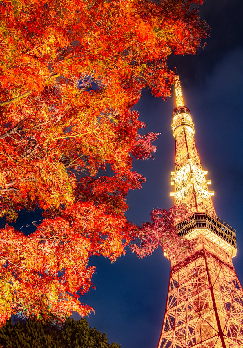 haskap1017's tweet photo. 東京の紅葉も素晴らしいです
※見頃は11月下旬頃です https://t.co/lBY8ThrMkg