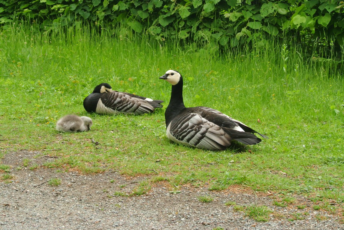 saqja's tweet photo. 夏のスウェーデン、フィンランドでよく見かけた鳥です https://t.co/DcVbmMyZdR
