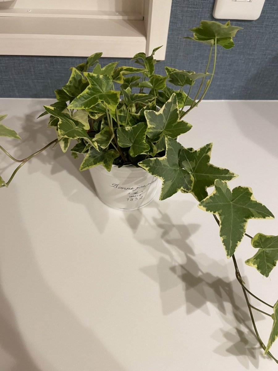 kanp0707's tweet photo. サボテン🌵とパキラが仲間入りしたよ🤭 https://t.co/QqAmagJ3L0