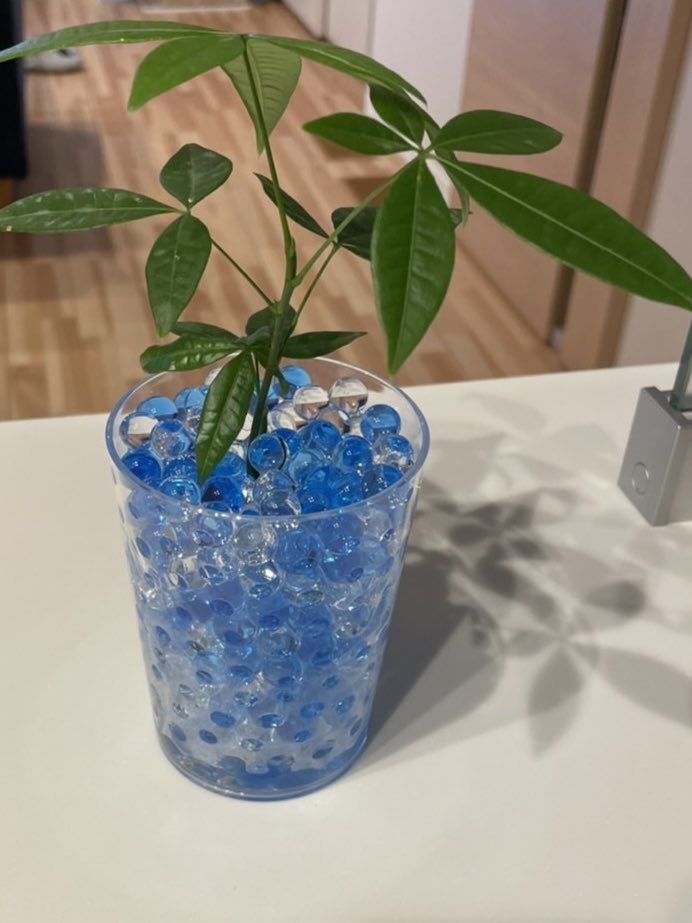kanp0707's tweet photo. サボテン🌵とパキラが仲間入りしたよ🤭 https://t.co/QqAmagJ3L0